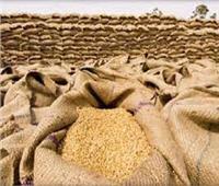  شون وصوامع المنيا تستقبل 426 ألف طنًا من محصول القمح بجميع المراكز 