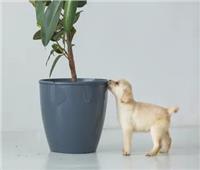 لمربي الكلاب.. 5 نباتات منزلية آمنة للكلاب