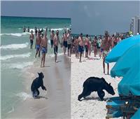 دب أسود يفجع المصيفين في خليج المكسيك | بالفيديو 