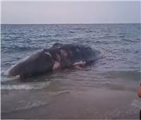 سحب الحوت النافق ببورسعيد على بعد 8 كيلو متر من الشاطئ| شاهد 