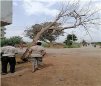 حفاظاً على سلامة المواطنين.. إزالة شجرة متهالكة بطريق سكة الجزائر بالمنوفية 