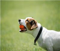 الكلاب تساهم في التخلص من الجرذان المنتشرة بأعداد كبيرة في واشنطن 