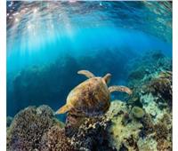 الأمم المتحدة: اعتماد اتفاق تاريخي لحفظ التنوع البيولوجي البحري