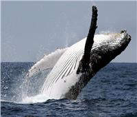 أبرزهم الحوت الباكستاني «باكيسيتس».. تعرف إلى أنواع الحيتان