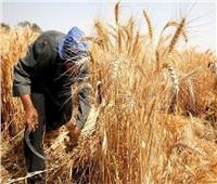 محافظ الغربية: توريد 98.04% من المستهدف لمحصول القمح