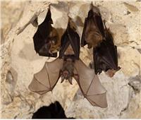اكتشاف مجموعة من فيروسات كورونا الجديدة في الخفافيش