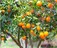 خبير زراعي يكشف عن توصيات هامة لحماية البرتقال من التشقق 
