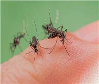 لمنع انتشار الأمراض.. 6 نصائح لتجنب توالد البعوض