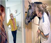 عناق الحصان أفضل "علاج" للمسنين