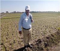 «الزراعة»: الانتهاء من «شتل» الأرز الهجين  لتوفير التقاوى للعام المقبل |خاص