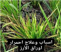 خبير زراعي: 5 خطوات لعلاج إصفرار وإحمرار أطراف أوراق الأرز