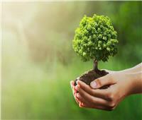 أستاذ مناخ: مبادرة «100 مليون شجرة» تزيد نصيب الفرد من المساحات الخضراء