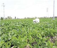 «زراعة البرلمان» تناقش عدم استلام شركات البنجر المحصول من المزارعين