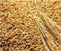 «التموين» تواصل استلام القمح المحلي مستهدفة الحصول على 5 ملايين طن