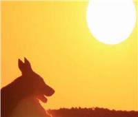 «أيام الكلب».. الأيام الأكثر حرارة في الصيف