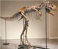 عائدة للعصر الجوراسي السفلي قبل 190 مليون سنة| هياكل ديناصورات نادرة للبيع