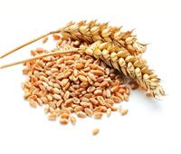 «التموين»: عدم تمديد صفقة الحبوب لن يؤثر على مصر .. ولدينا 22 منشأ