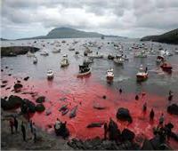 في مشهد مرعب| ركاب سفينة سياحية شاهدوا تحول مياه «جزر فارو» إلى اللون الأحمر الفاتح