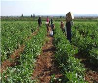 «الزراعة»: مستمرون في مشروعاتنا لمواجهة الأزمة العالمية