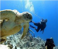 ظهور السلاحف الخضراء النادرة تحت الماء يجذب السياح الأجانب إلى شواطئ الغردقة