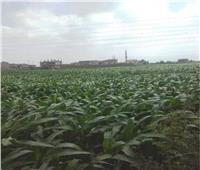 «الزراعة»: استمرار تجهيز تقاوي القمح ومعدات الحصاد خلال فترة الإجازة