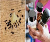 بمواد طبيعية.. 5 نصائح فعالة للتخلص من النمل في مطبخك