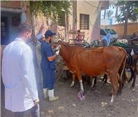 الزراعة: علاج أكثر من 5900 رأس ماشية مجاناً لصغار المربين ببني سويف  