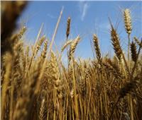 روسيا تحظر تصدير الأرز حتى نهاية 2023