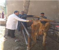 محافظ الفيوم: تحصين 47 ألف رأس ماشية ضد الحمى القلاعية والوادي المتصدع