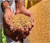 «صناعة الحبوب» تطمئن المواطنين: مخزون القمح يتجاوز 5.5 أشهر