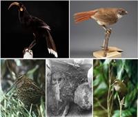 ترشيح 75 نوعا للقب «طير القرن» قي نيوزيلندا