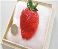 ثمرة فراولة تسجل الأعلى سعرًا في العالم.. اعرف القصة