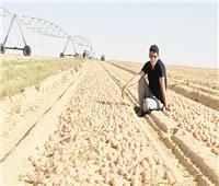 فحص أكثر من مليون طن بطاطس للتصدير