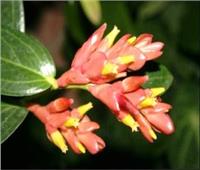 فوائد مذهلة لمستخلص نبات «مالوتوس فوريتيانوس» في علاج السمنة