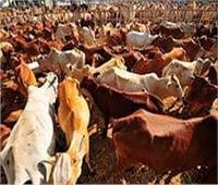 تحصين 320.5 ألف رأس ماشية ضد مرضى الحمى القلاعية و الوادي المتصدع