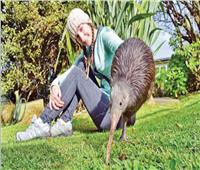 مسابقة جمال الطيورالسنوية في نيوزيلندا تثير جدلاً على لقب «طير القرن»