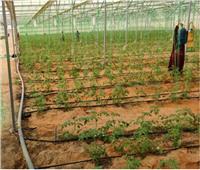 «الزراعة»: الصوب الزراعية وفرت الحماية للخضروات والفاكهة من التغيرات المناخية| خاص
