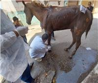 صور| «بيطري الغربية» ينقذ حصاناً قبل نفوقه بمقلب قمامة في طنطا
