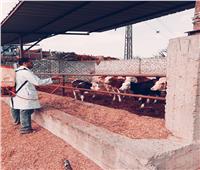 علاج 2200 رأس ماشية خلال قافلة شاملة بمركز كوم حماده بالبحيرة 