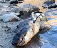 اكتشاف نادر لقرش سمك السلمون على ضفة نهر أيداهو