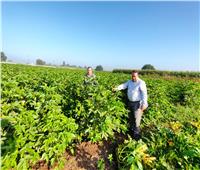 الزراعة تنظم ندوات إرشادية لتوعية مزارعين القطن في 3 محافظات