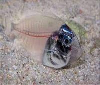 أستاذ أحياء بحرية يكشف حقيقة ظهور سمك زجاجي «شفاف» في مرسى علم