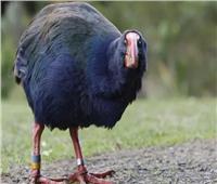 طائر «تاكاهي» المنقرض يظهر من جديد في نيوزيلندا | صور 