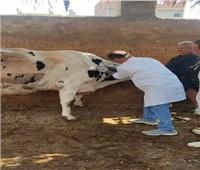 فحص 3505 رأس ماشية ضد البروسيلا والسل البقرى بالشرقية خلال أغسطس الماضي