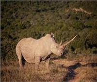 منظمة غير حكومية تنقذ أكبر موقع لتربية «وحيد القرن» في العالم