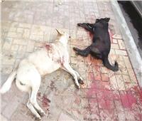 بعد انتشار مقاطع تعذيب وقتل الكلابl سفاحو الحيوانات.. مجرمون.. أم مرضى نفسيون؟!