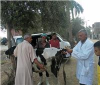 إطلاق قافلة بيطرية من جامعة الزقازيق لعلاج الماشية بالشرقية