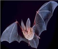 دراسة تكشف سر تجنب الوباء من «الخفافيش»