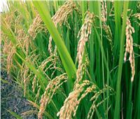 زراعة دمياط: حصاد 60 ألف فدان من محصول الأرز