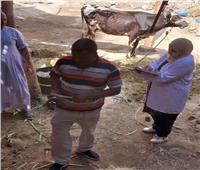 مناظرة 567 رأس ماشية في قافلة بيطرية مجانية بقرية المنيرة في قنا